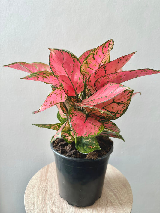 Aglaonema Red Lady 17cm - Urban Lush NZ