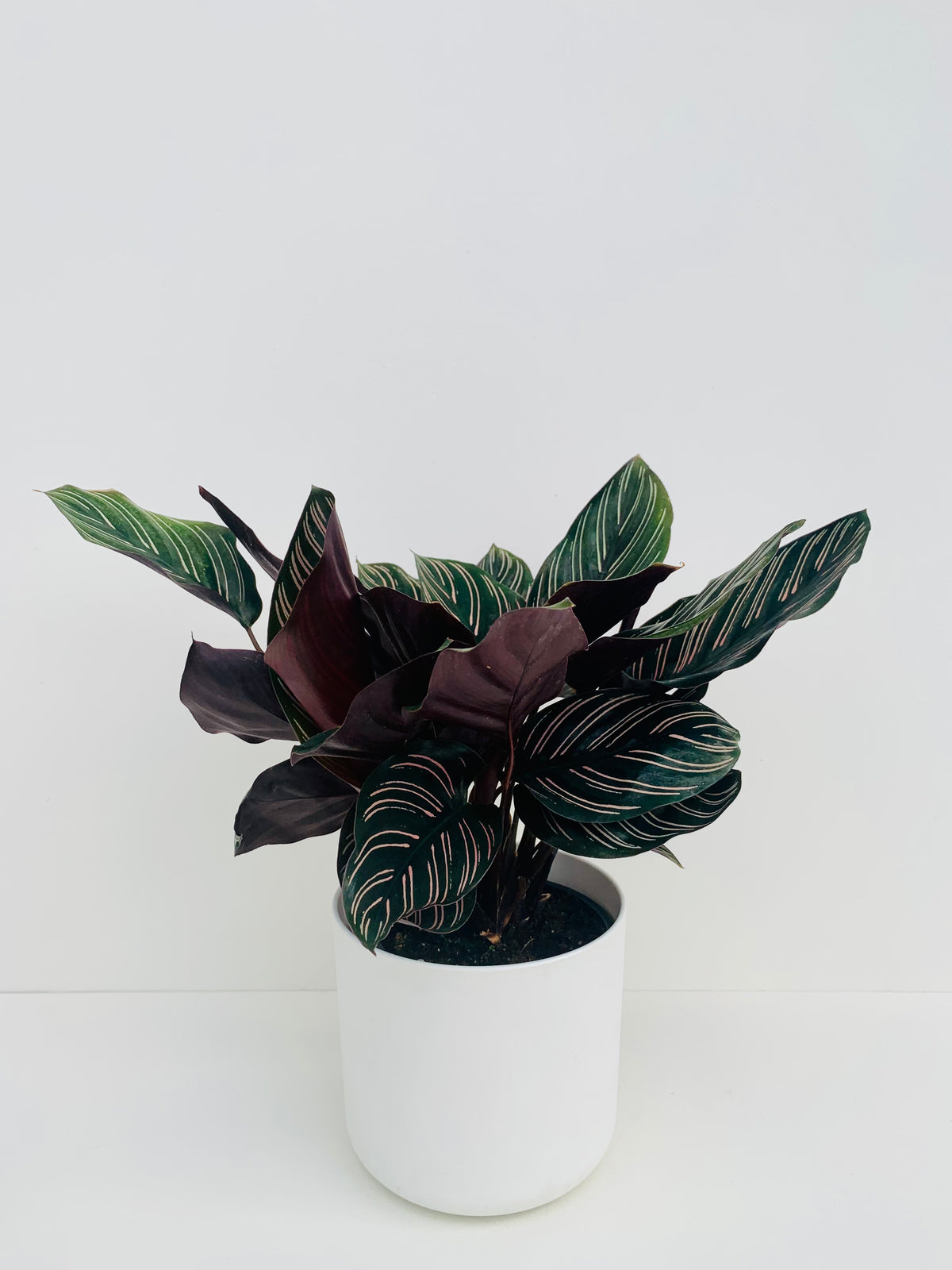 Calathea Ornata 12cm - Urban Lush NZ