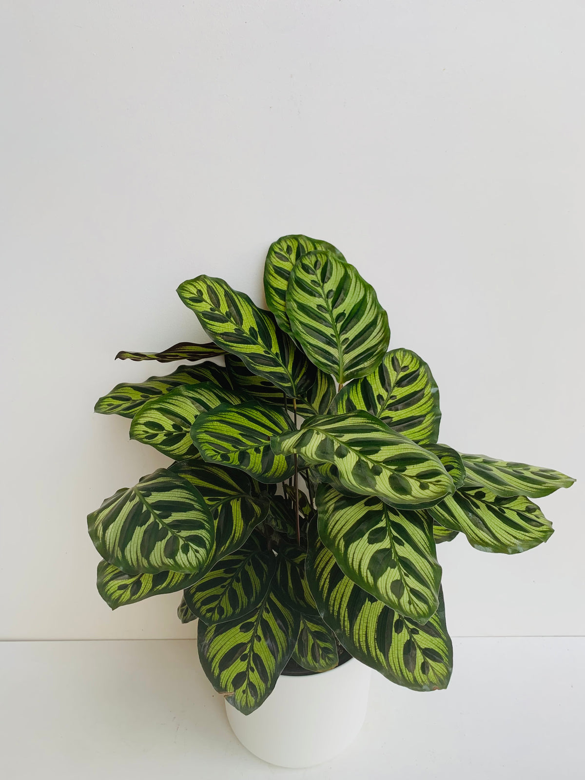 Calathea Makoyana 17cm - Urban Lush NZ