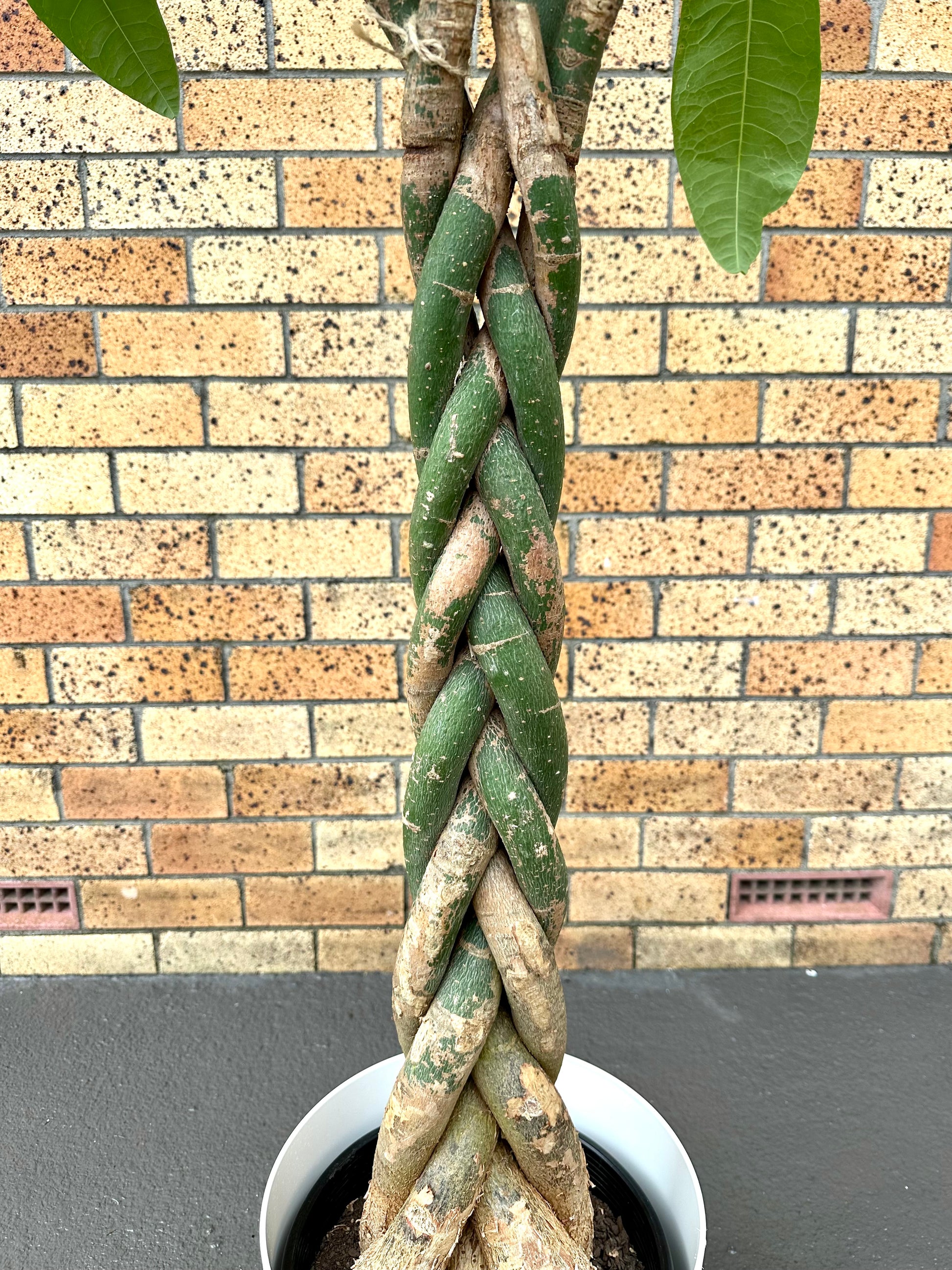 Pachira Braided (Money Tree) Large 8L - Urban Lush NZ