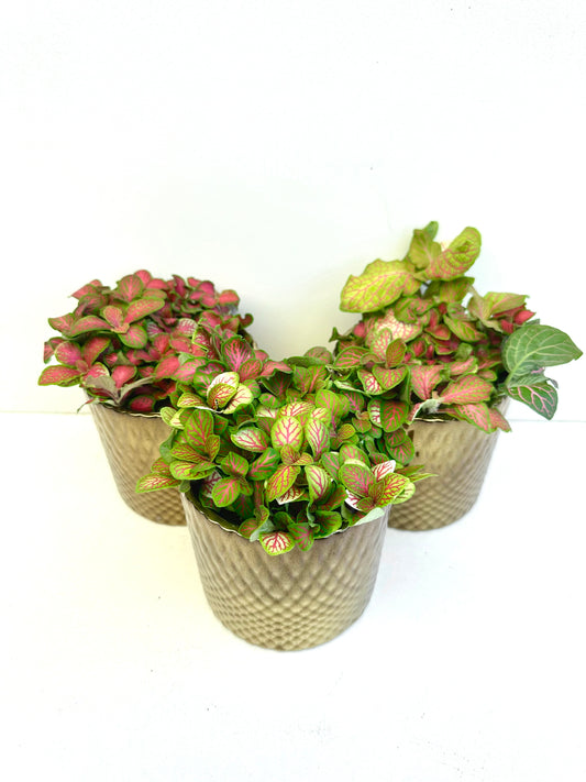 Fittonia Assorted in Ceramics 9CM - Urban Lush NZ