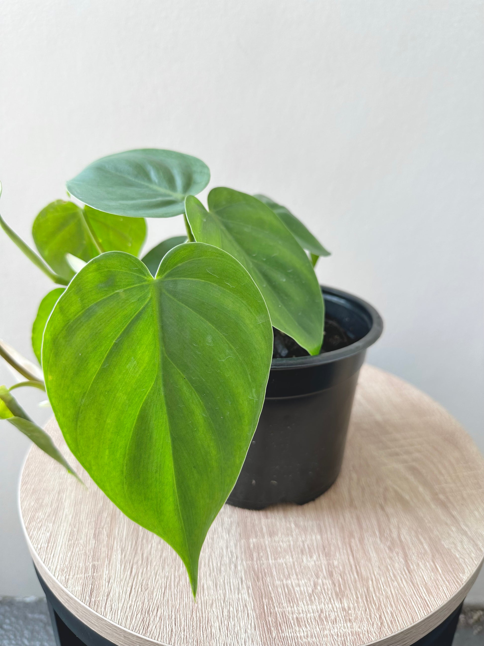 Philodendron Heartleaf 14cm - Urban Lush NZ