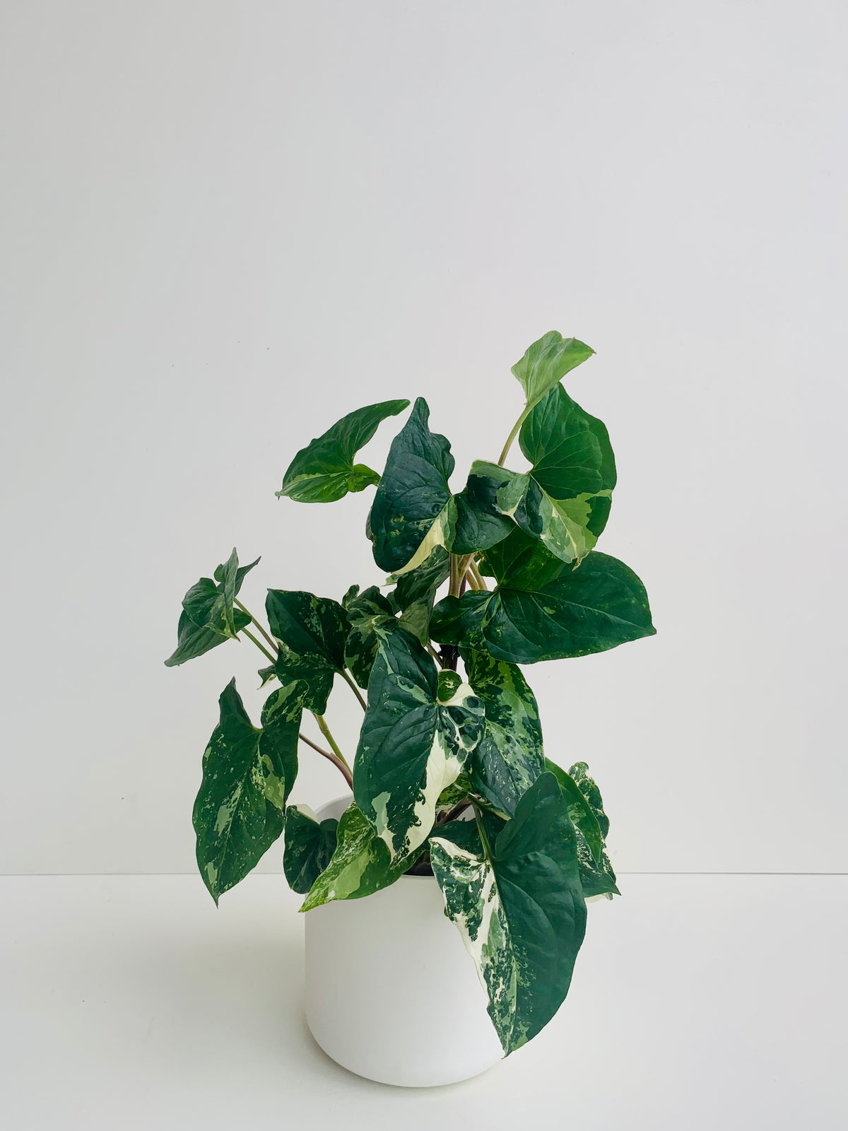 Syngonium Albo 12cm - Urban Lush NZ