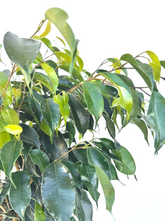 Ficus Danielle (Weeping Fig) 17CM - Urban Lush NZ