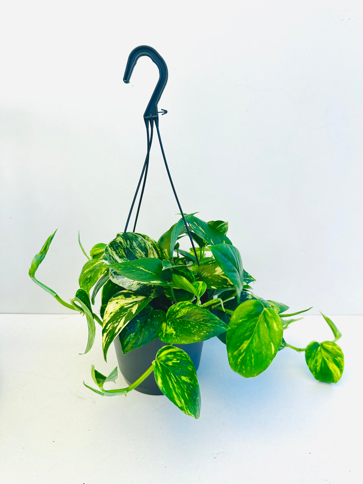 Epipremnum Aureum Golden Pothos 17cm