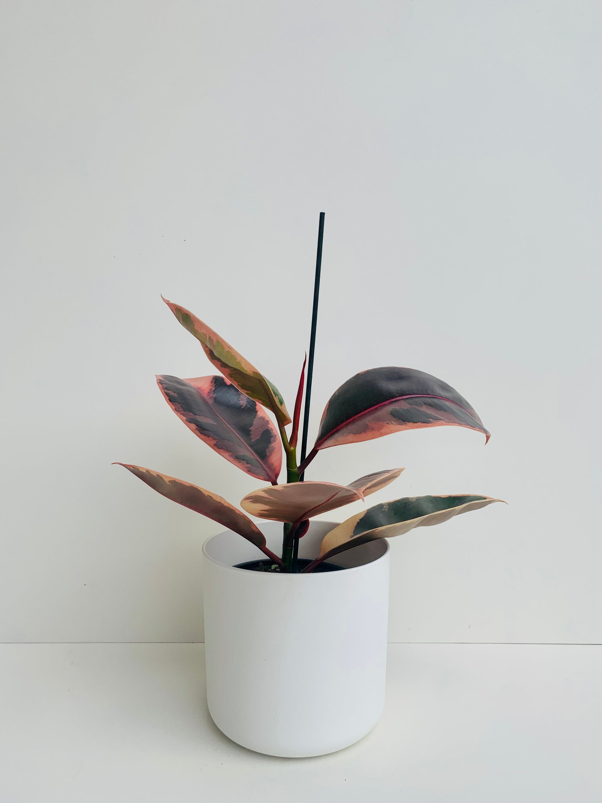 Ficus Ruby 14cm - Urban Lush NZ