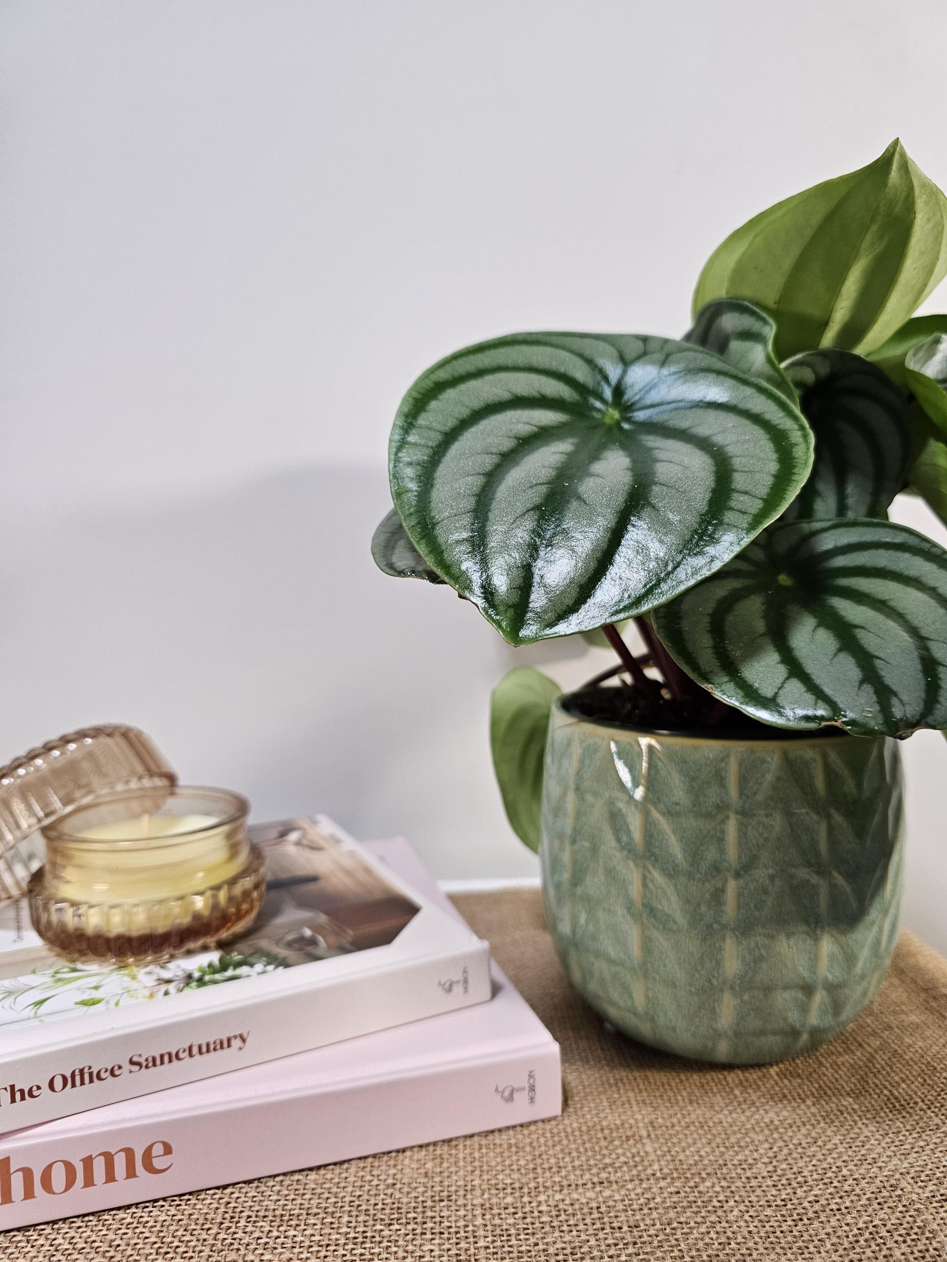 Light Blue/Green Stone Pot 12cm - Urban Lush NZ