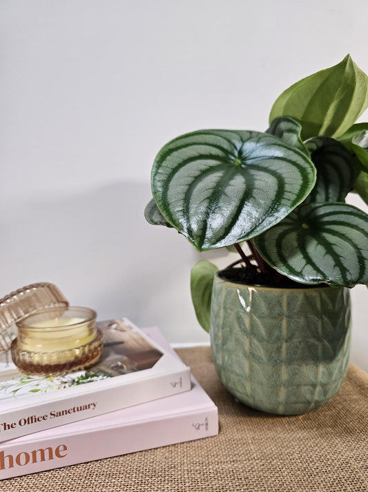 Light Blue/Green Stone Pot 12cm - Urban Lush NZ