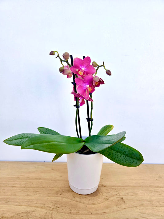 Orchids Assorted Colours 9CM
