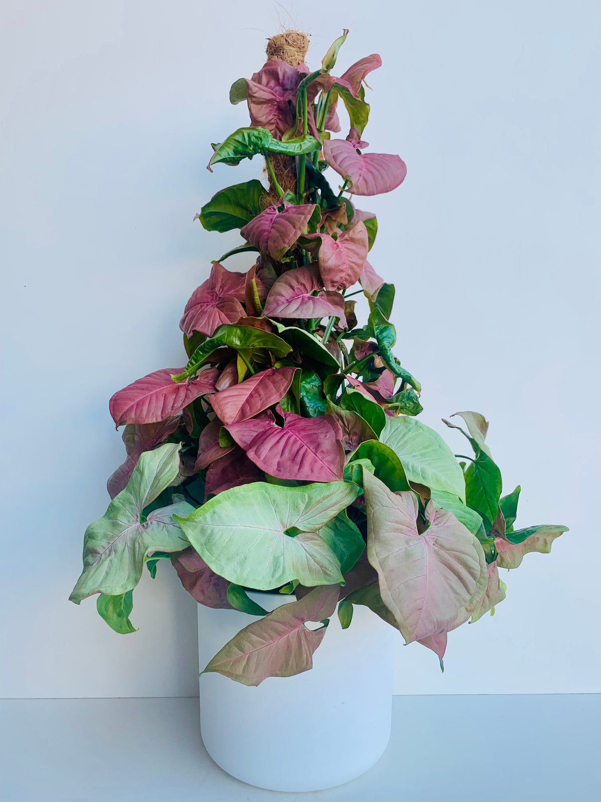 Syngonium Red Heart 18cm - Urban Lush NZ