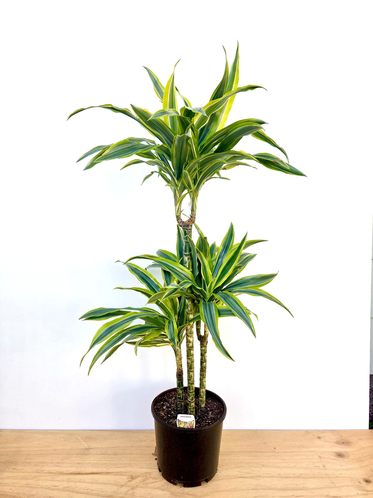 Dracaena Green Stripe Triple Planted 4.5L