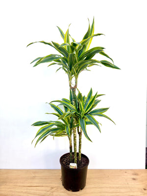 Dracaena Green Stripe Triple Planted 4.5L