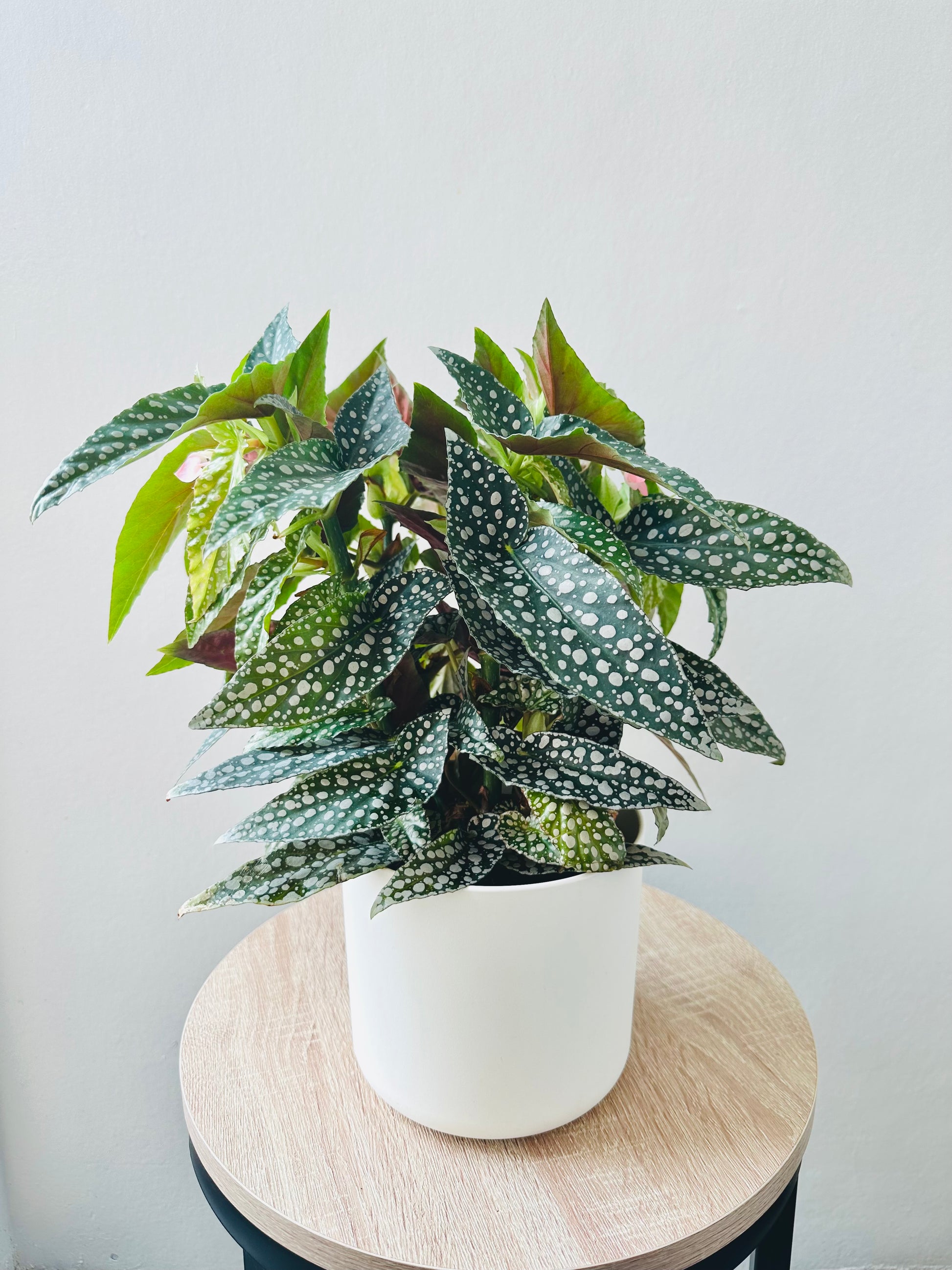 Begonia Hot Spot 12CM - Urban Lush NZ