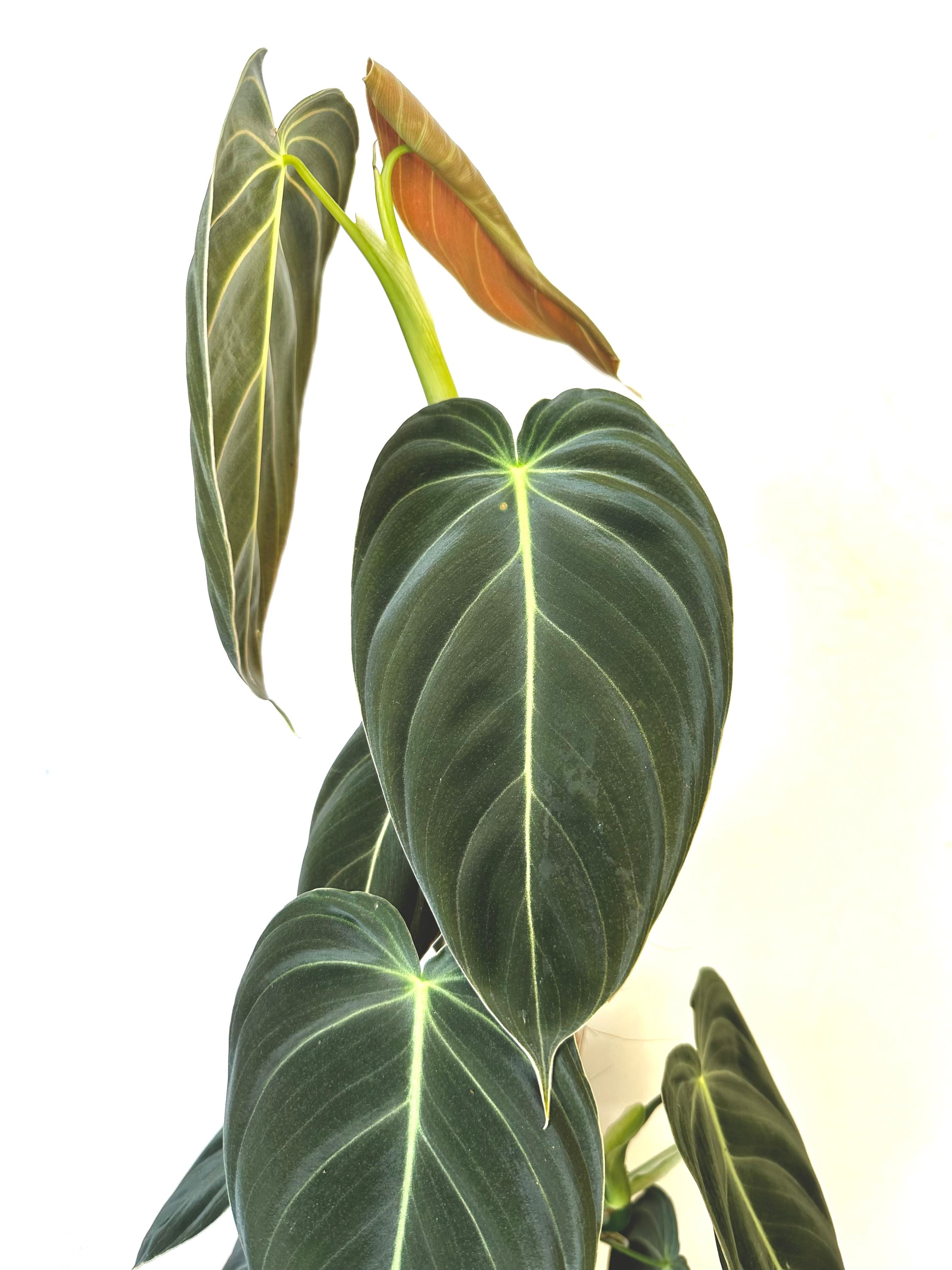 Philodendron Melanochrysum 17CM - Urban Lush NZ