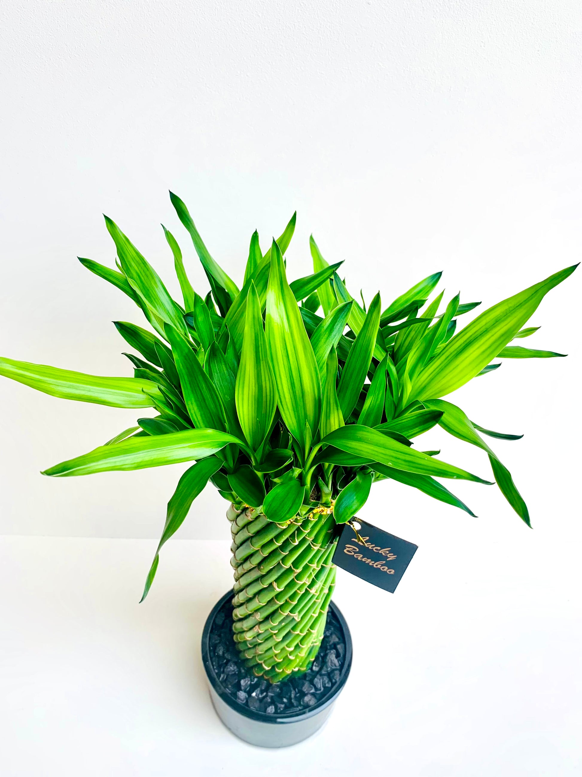 Lucky Bamboo Spiral Cage Large - Urban Lush NZ