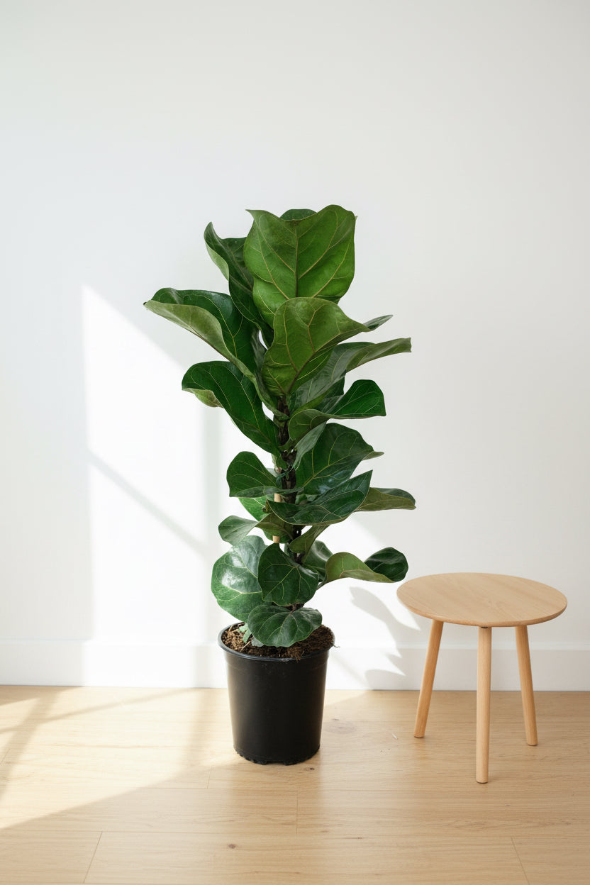 Ficus Plants