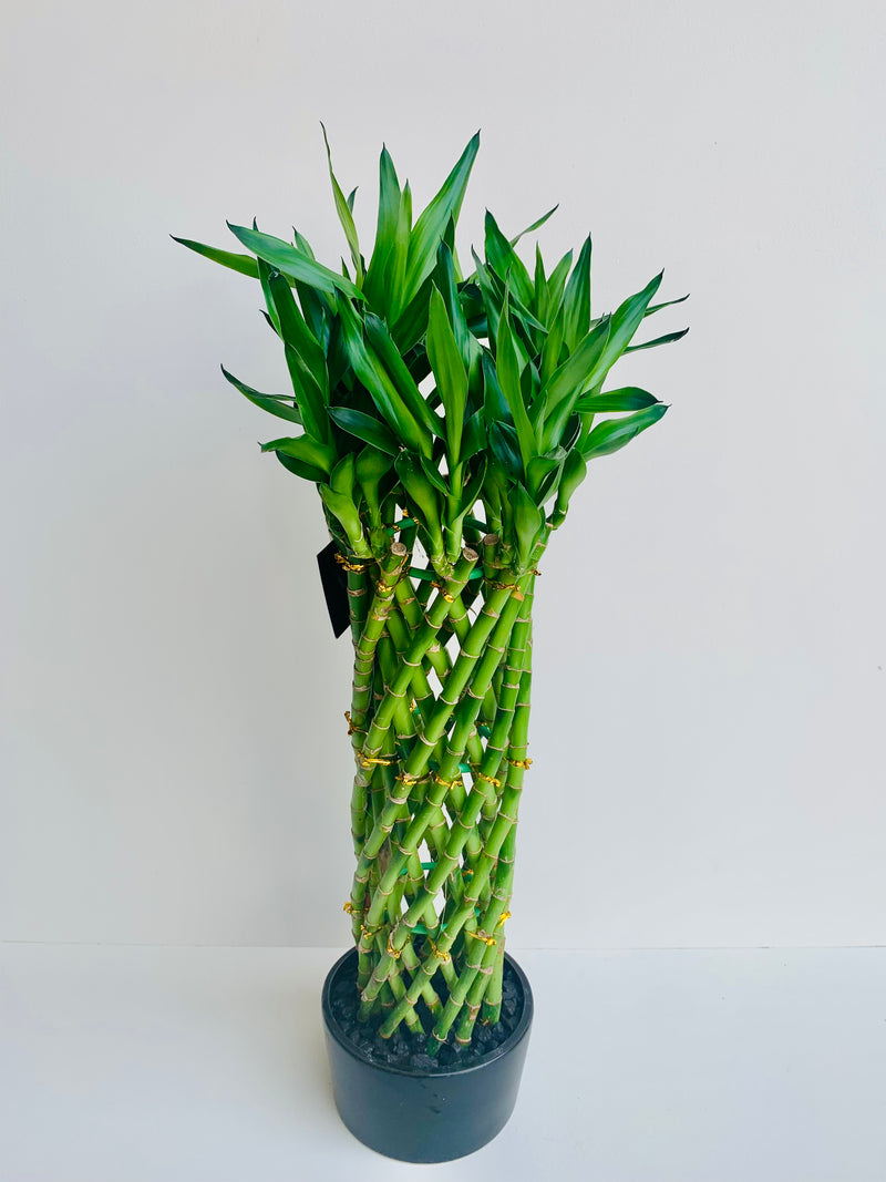 Lucky Bamboo Cage Large - Urban Lush NZ