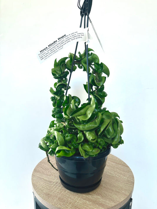 Hoya Hindu Rope in Basket