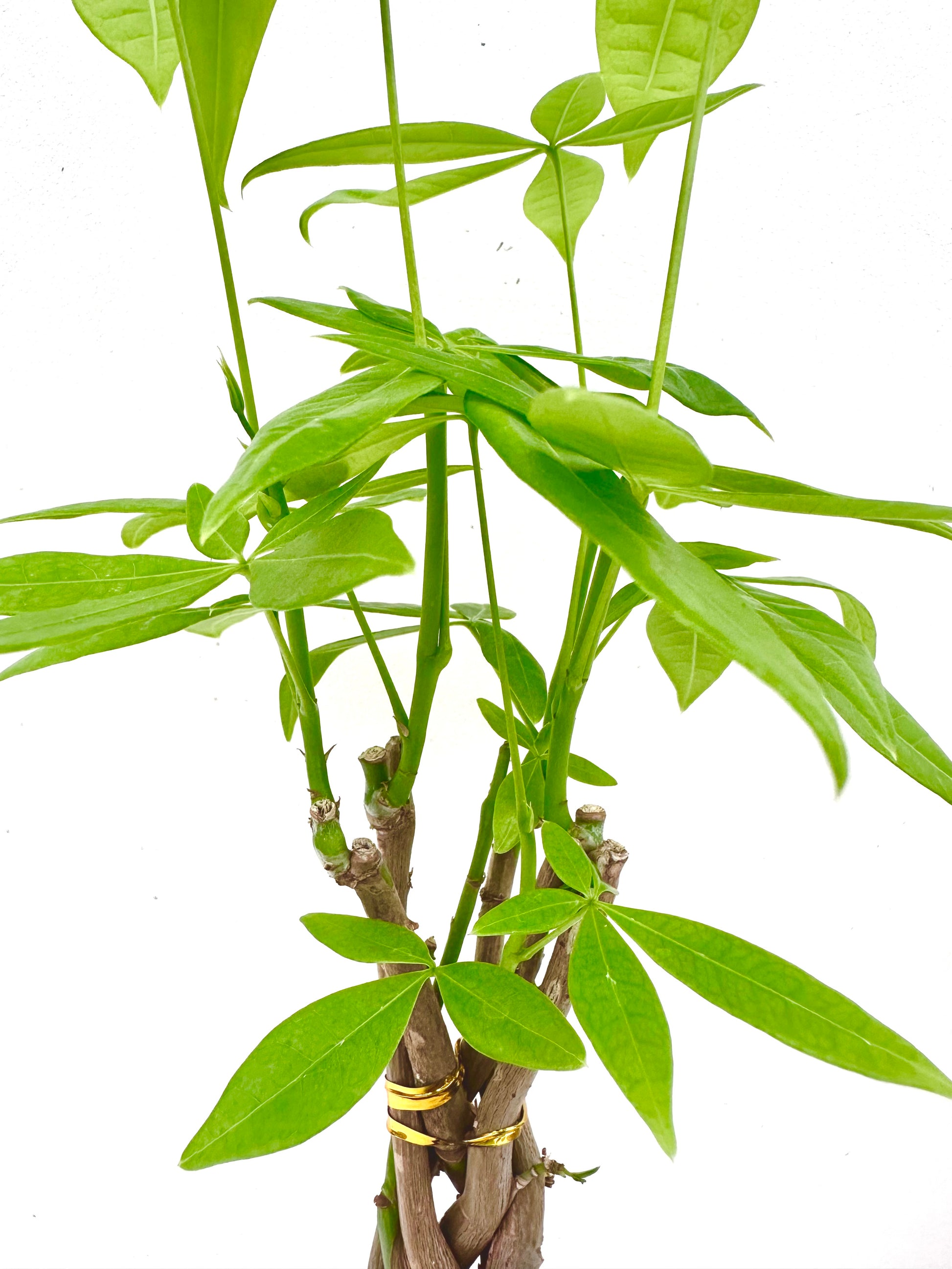 Mini Braided Pachira - Money Tree - Urban Lush NZ