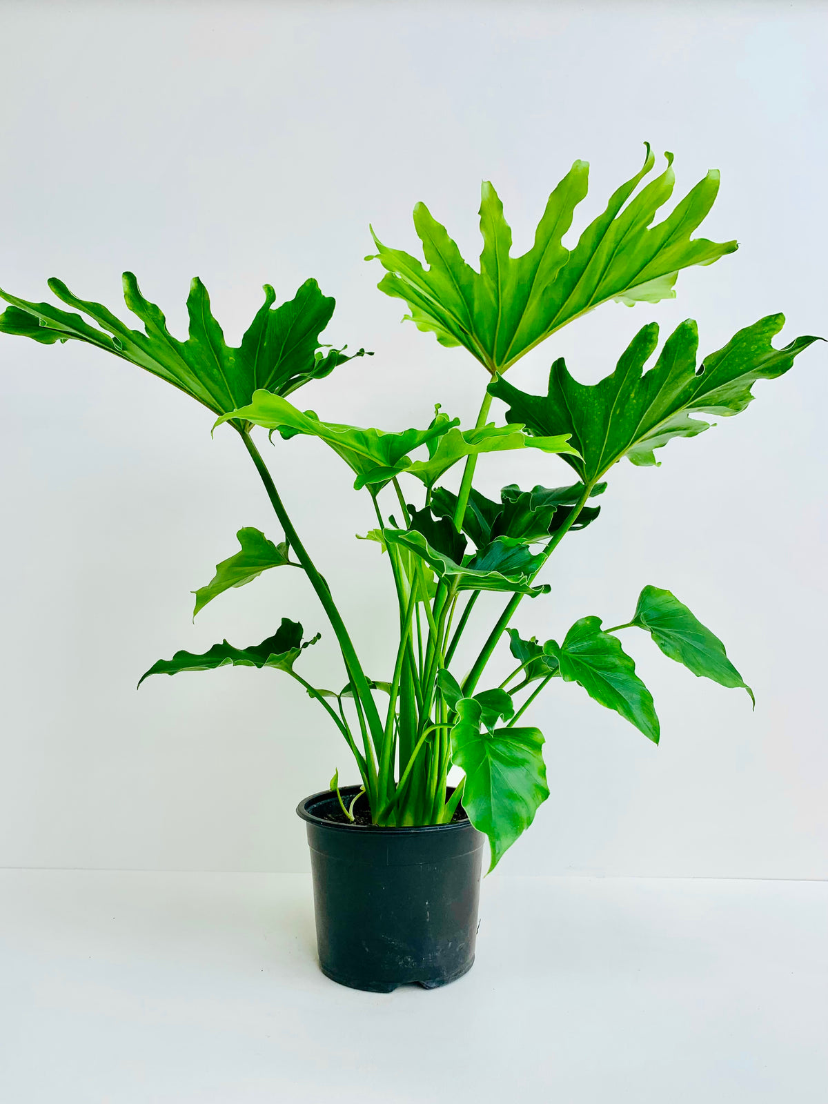 Philodendron Selloum Hope 14CM