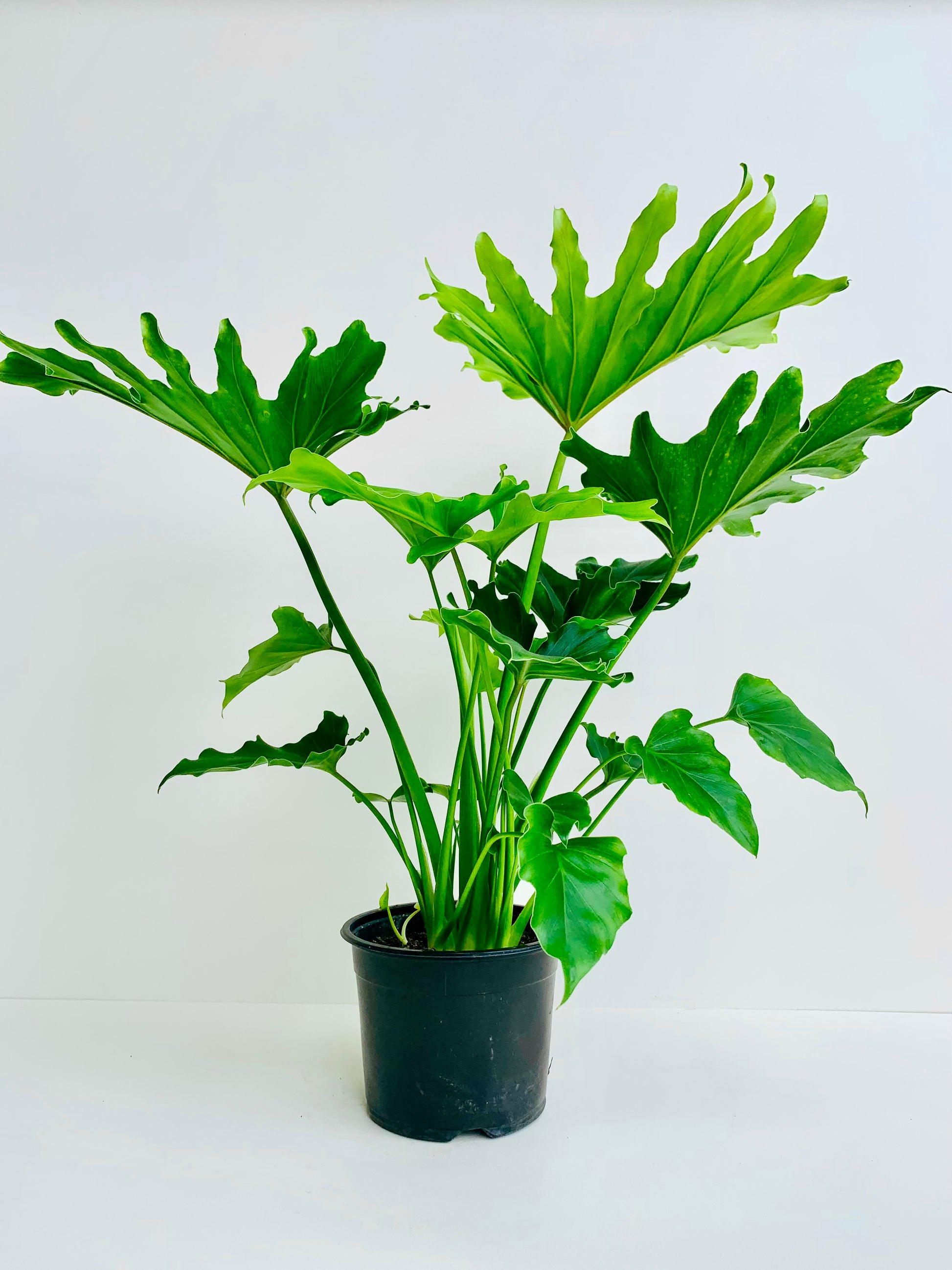 Philodendron Selloum Hope 14CM - Urban Lush NZ