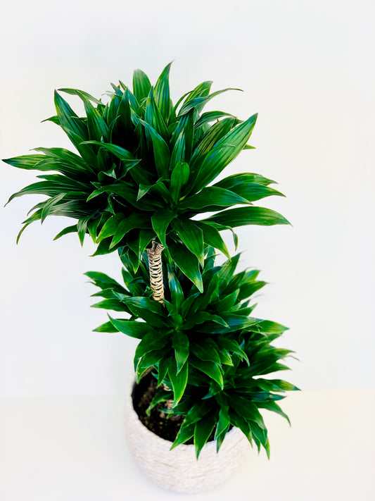 Dracaena Janet Craig 4.5L - Urban Lush NZ