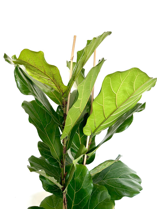 Ficus Lyrata 23CM