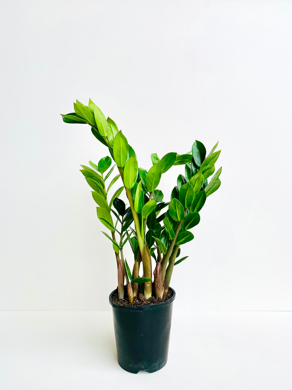 ZZ Plant - Zamioculcas Zamiifolia 14CM