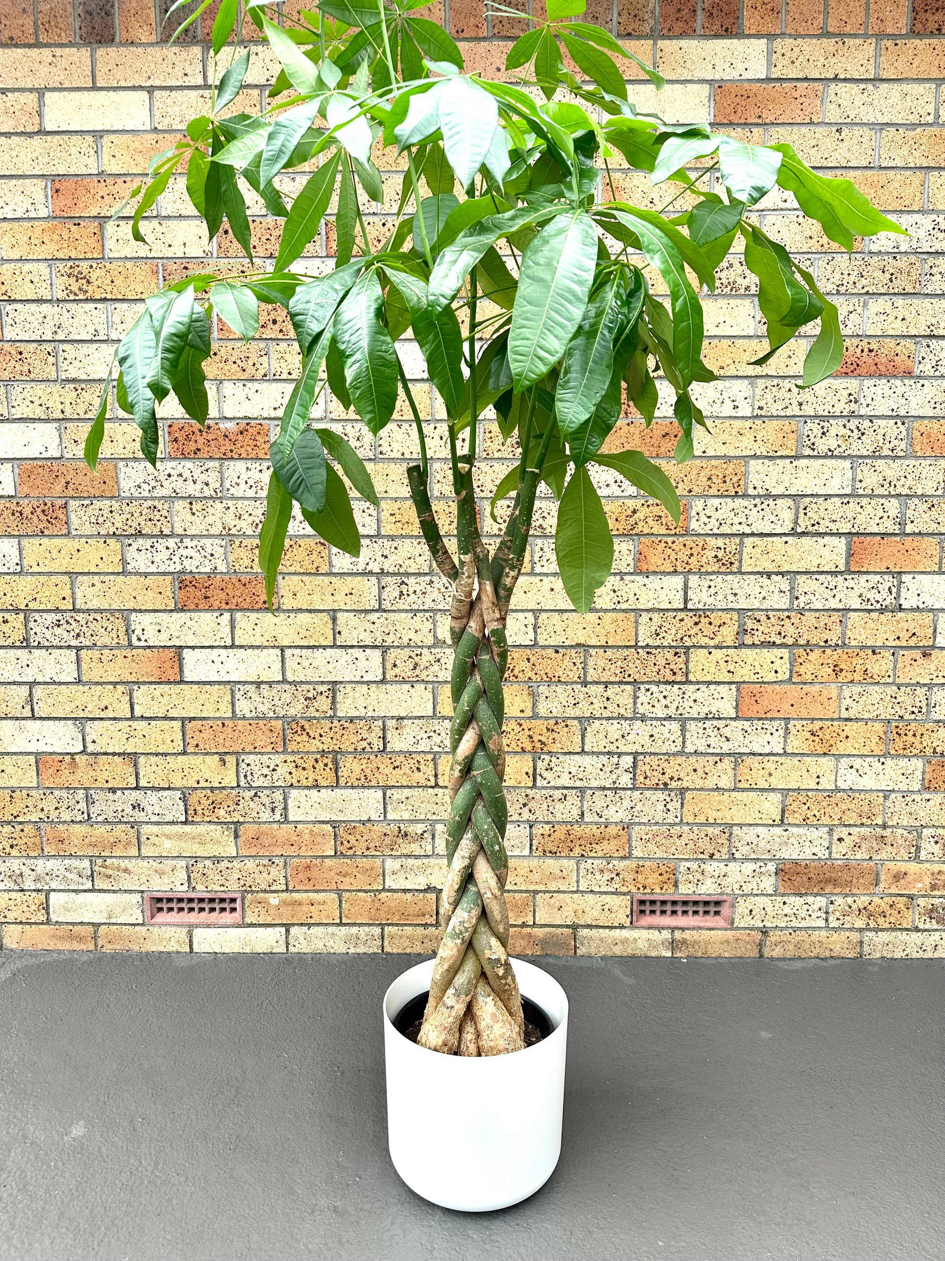 Pachira Braided (Money Tree) Large 8L - Urban Lush NZ