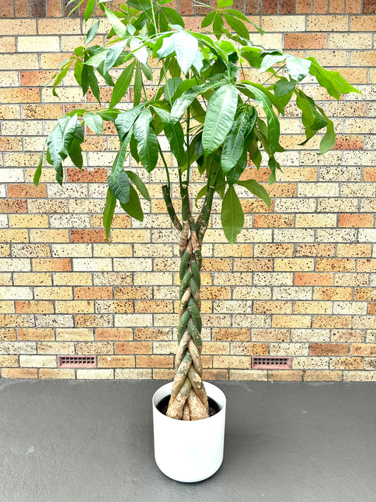 Pachira Braided (Money Tree) Large 8L - Urban Lush NZ