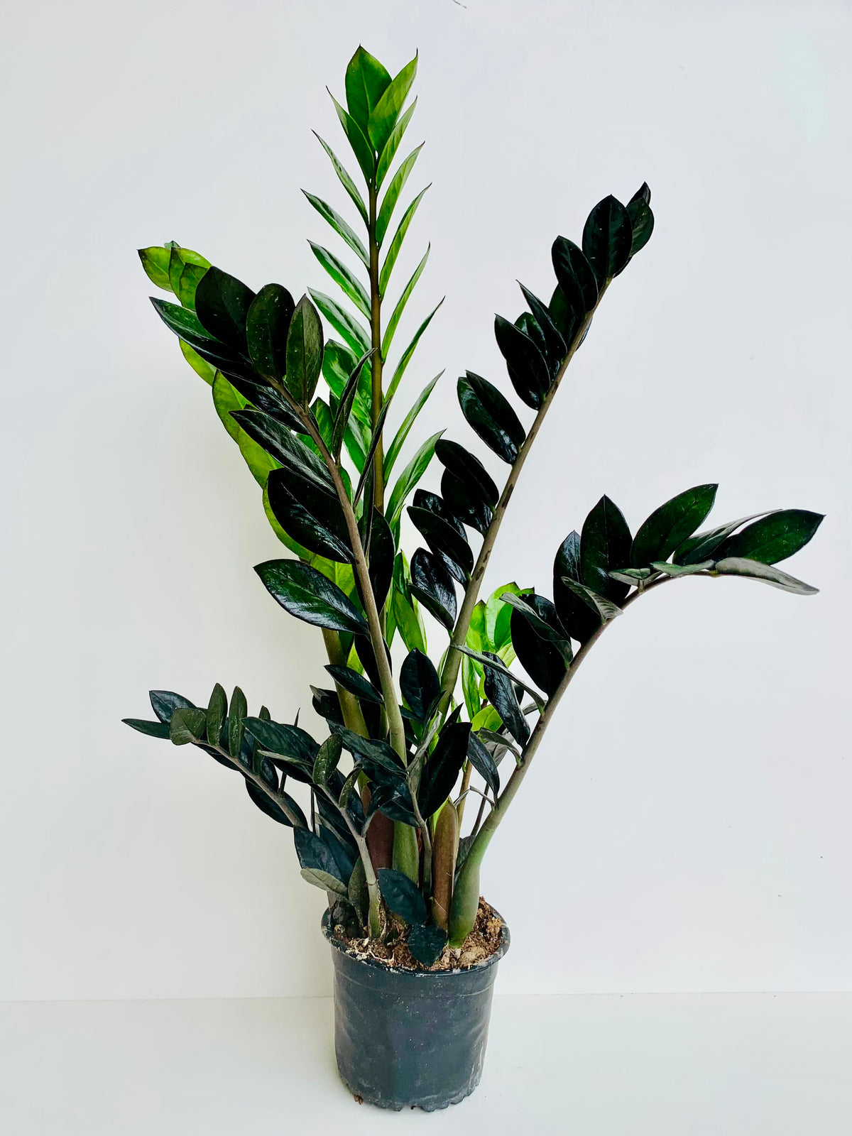 Zamioculcas Zamiifolia Black Knight - ZZ Plant - 14cm - Urban Lush NZ