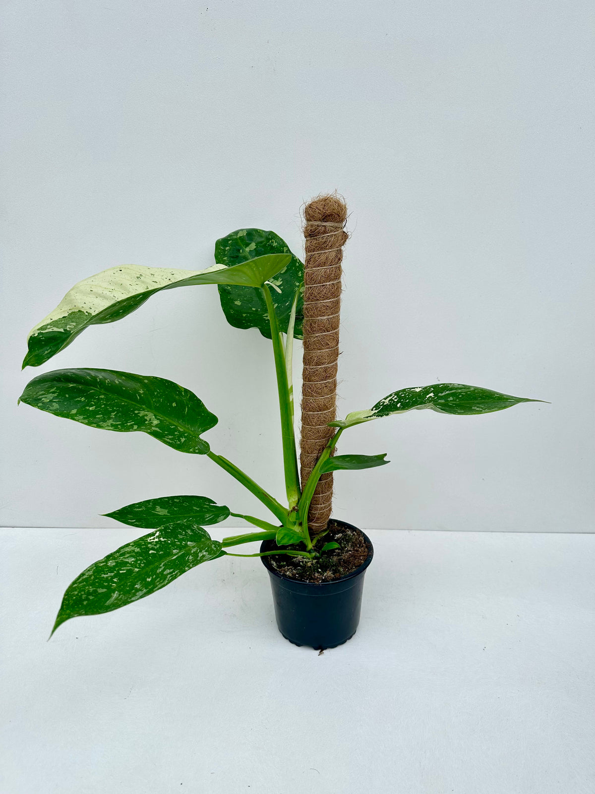 Philodendron Jose Buono 14cm - Urban Lush NZ