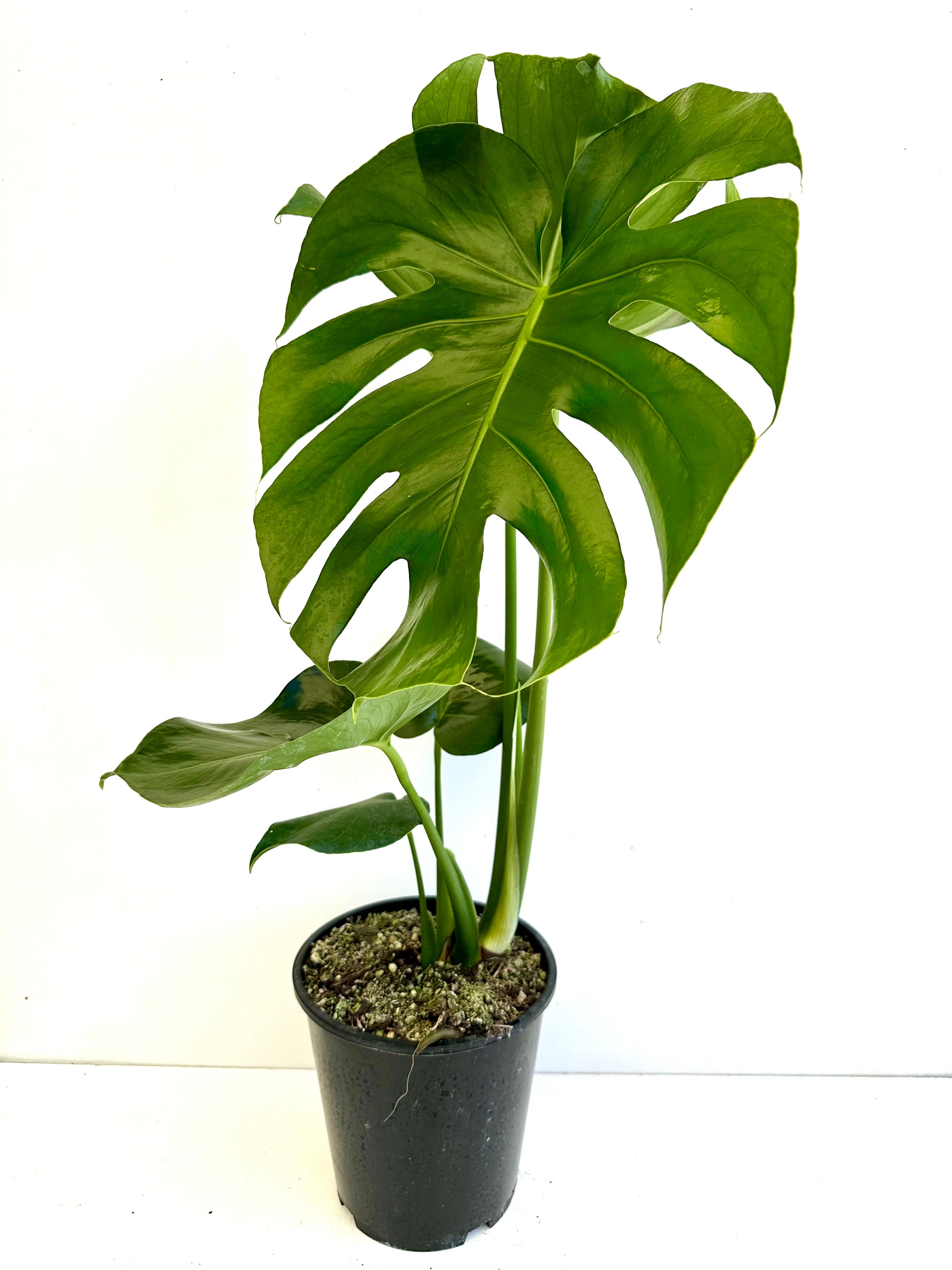 monstera deliciosa nz Monstera Deliciosa | Fruit Salad Plant 3.5L