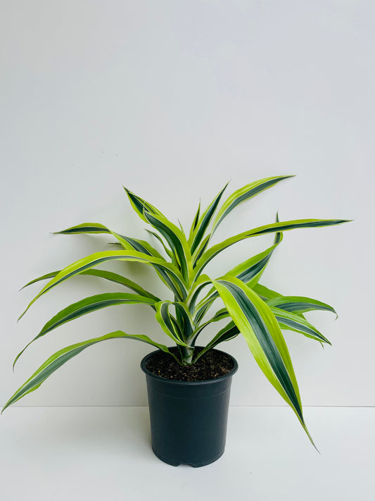 Dracaena Green Stripe 15cm - Urban Lush NZ