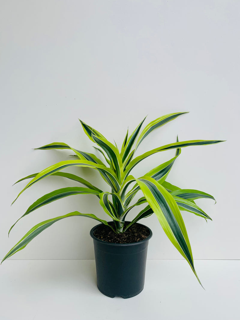 Dracaena Green Stripe 15cm - Urban Lush NZ