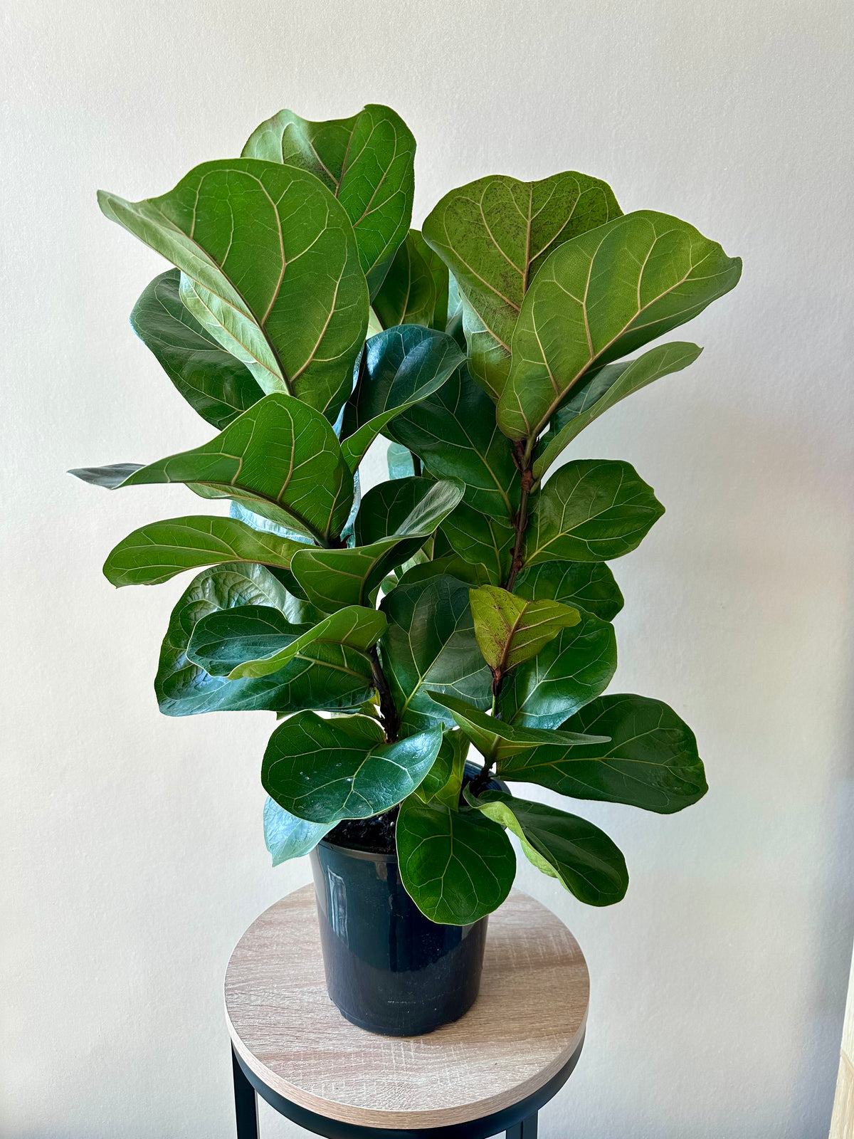 Fiddle Leaf Fig - Ficus Lyrata (Bambino) 17cm