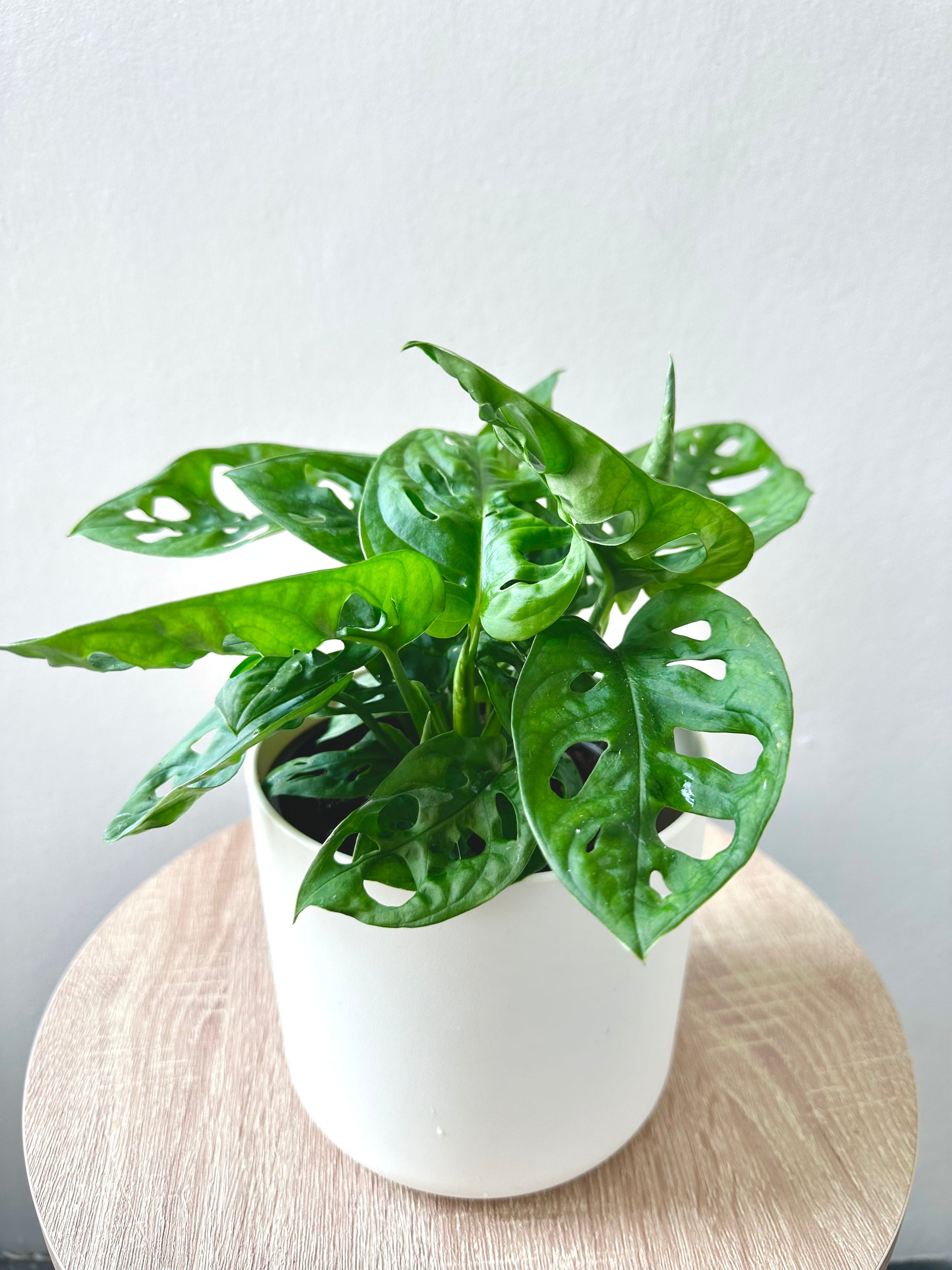 Monstera Monkey Mask 12cm - Urban Lush NZ