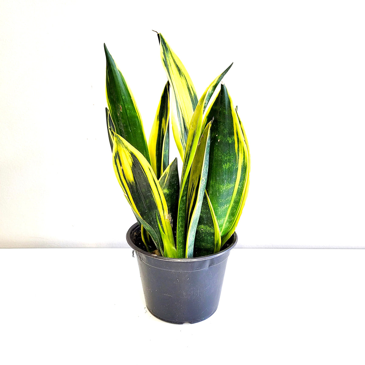 Sanseveria Gold Flame 14cm