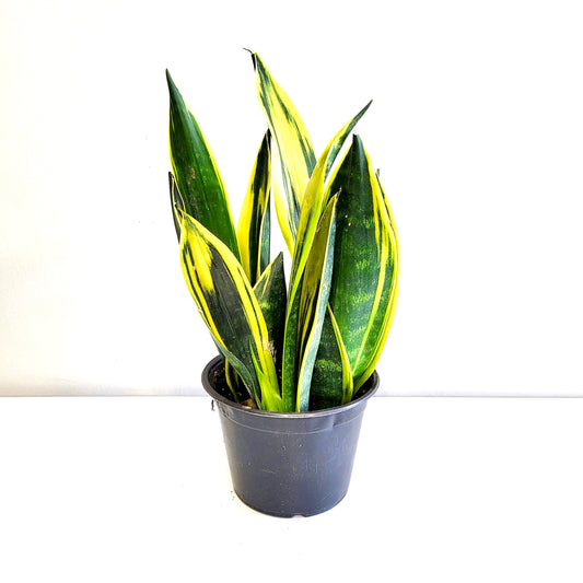Sanseveria Gold Flame 14cm - Urban Lush NZ