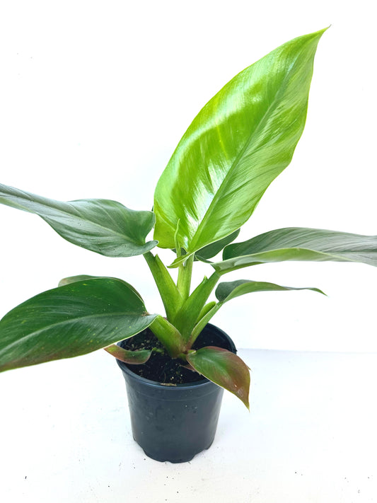 Philodendron Imperial Green 12CM - Urban Lush NZ