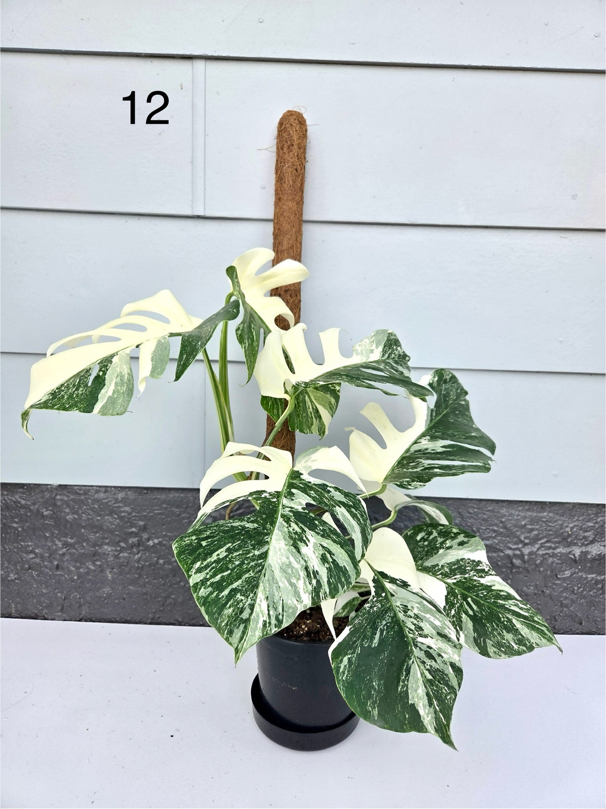 Monstera Deliciosa Albo 17CM - Urban Lush NZ