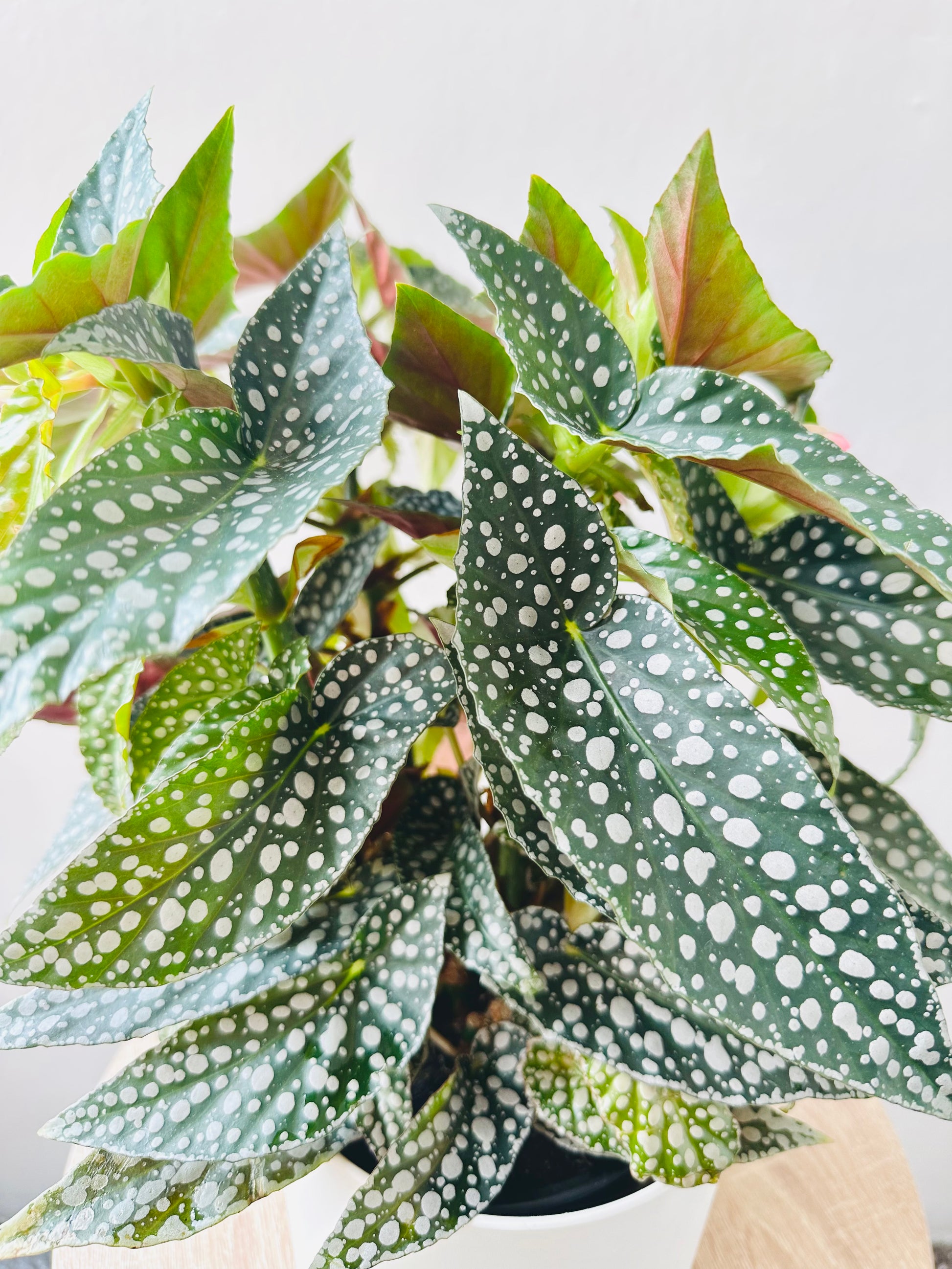 Begonia Hot Spot 12CM - Urban Lush NZ