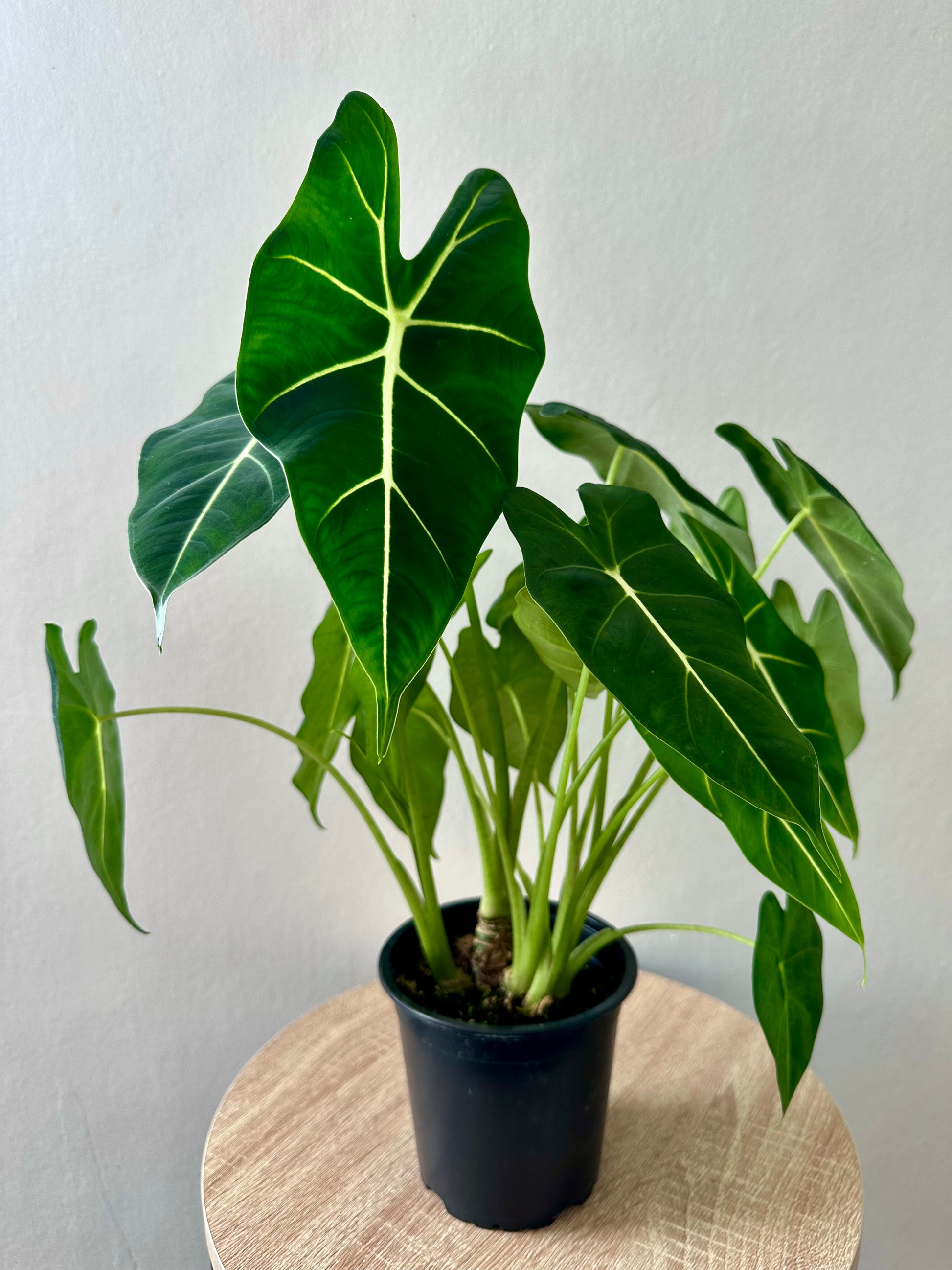 Alocasia Frydek 12cm - Urban Lush NZ