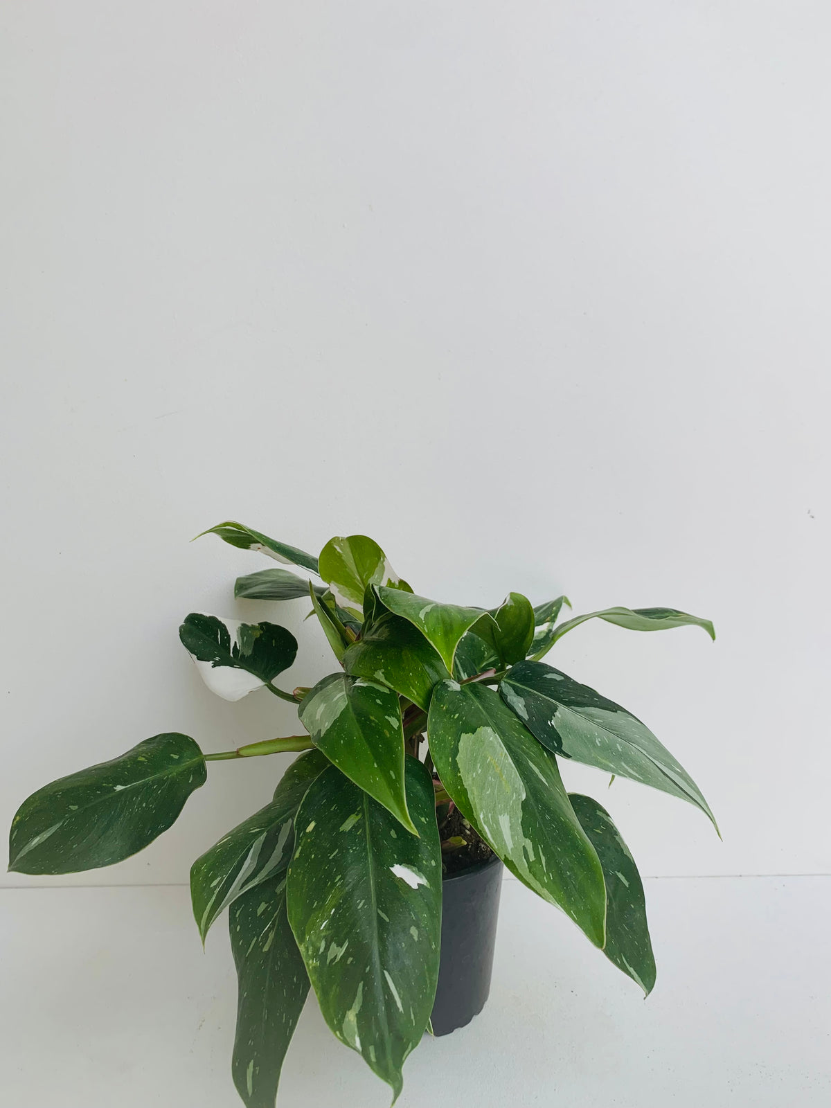 Philodendron White Knight 12cm - Urban Lush NZ