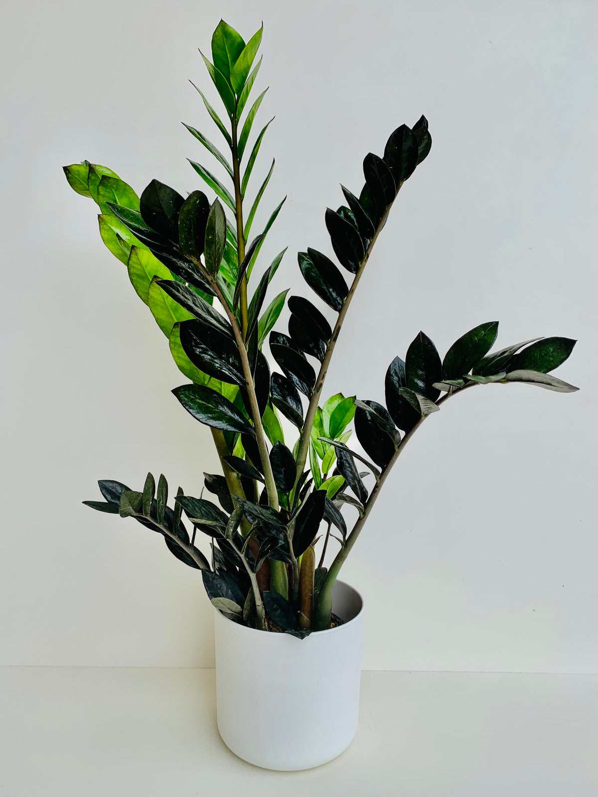 Zamioculcas Zamiifolia Black Knight 12cm – Urban Lush NZ