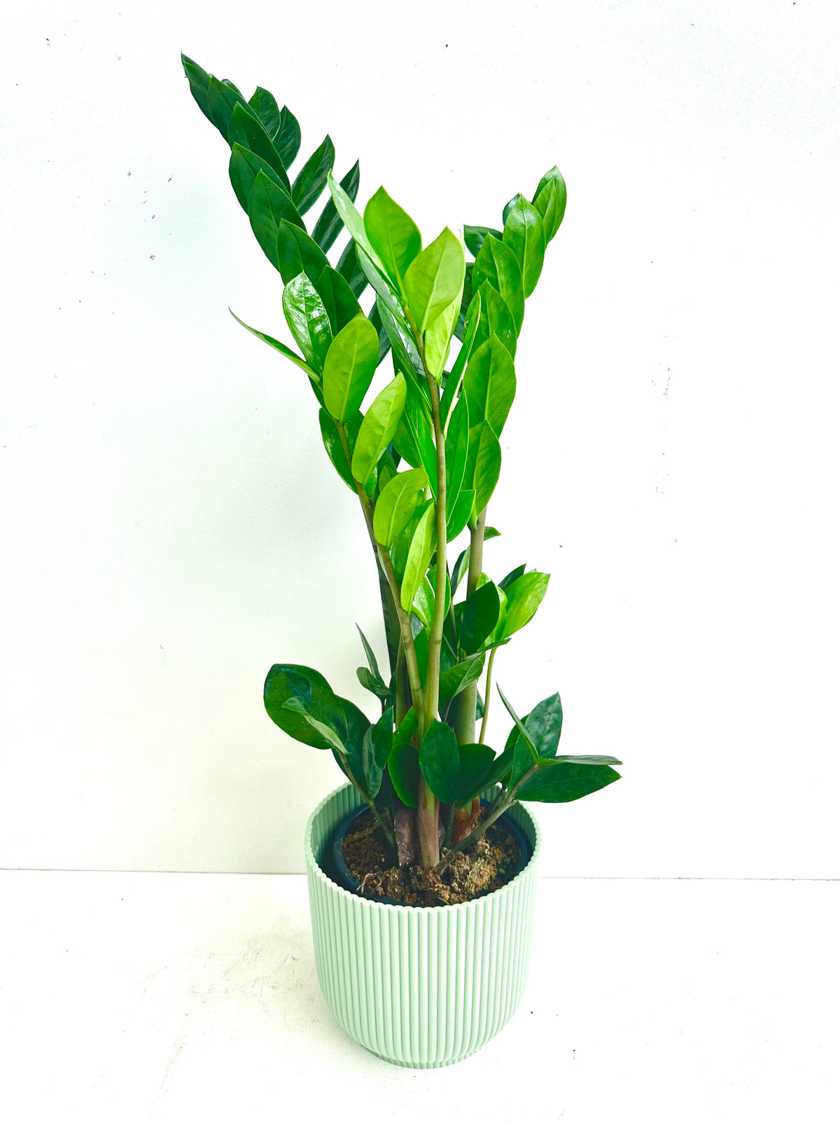 ZZ Plant - Zamioculcas Zamiifolia 12CM