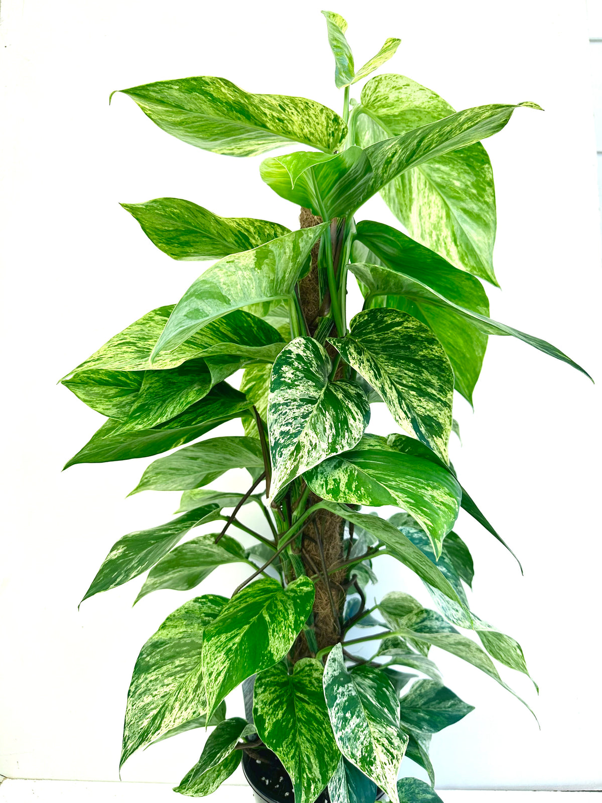 Epipremnum ‘Marble Queen’ on Pole 18CM