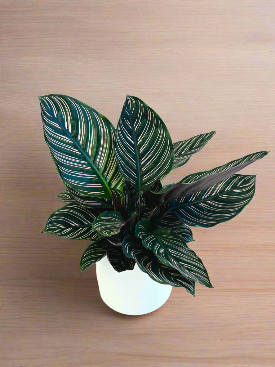 Calathea Ornata 14CM - Urban Lush NZ