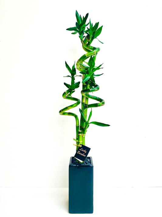 Lucky Bamboo Large - Urban Lush NZ