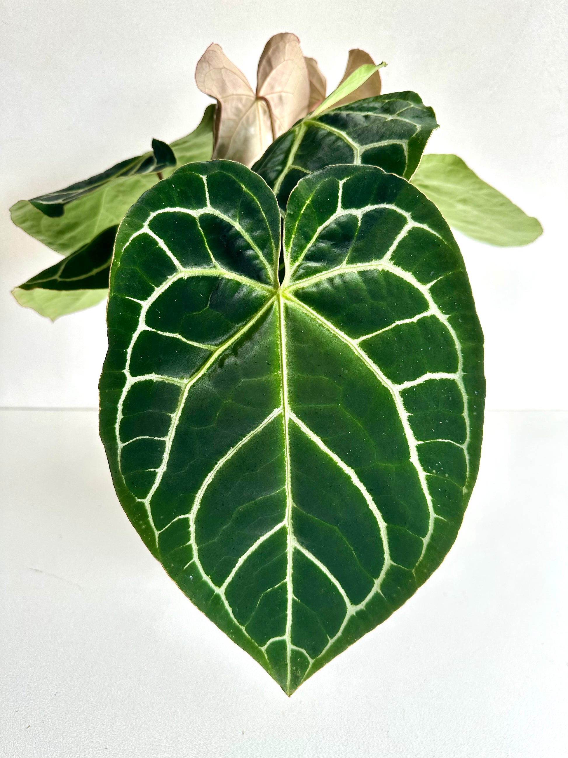 anthurium nz Anthurium | Anthurium Crystallinum 17CM